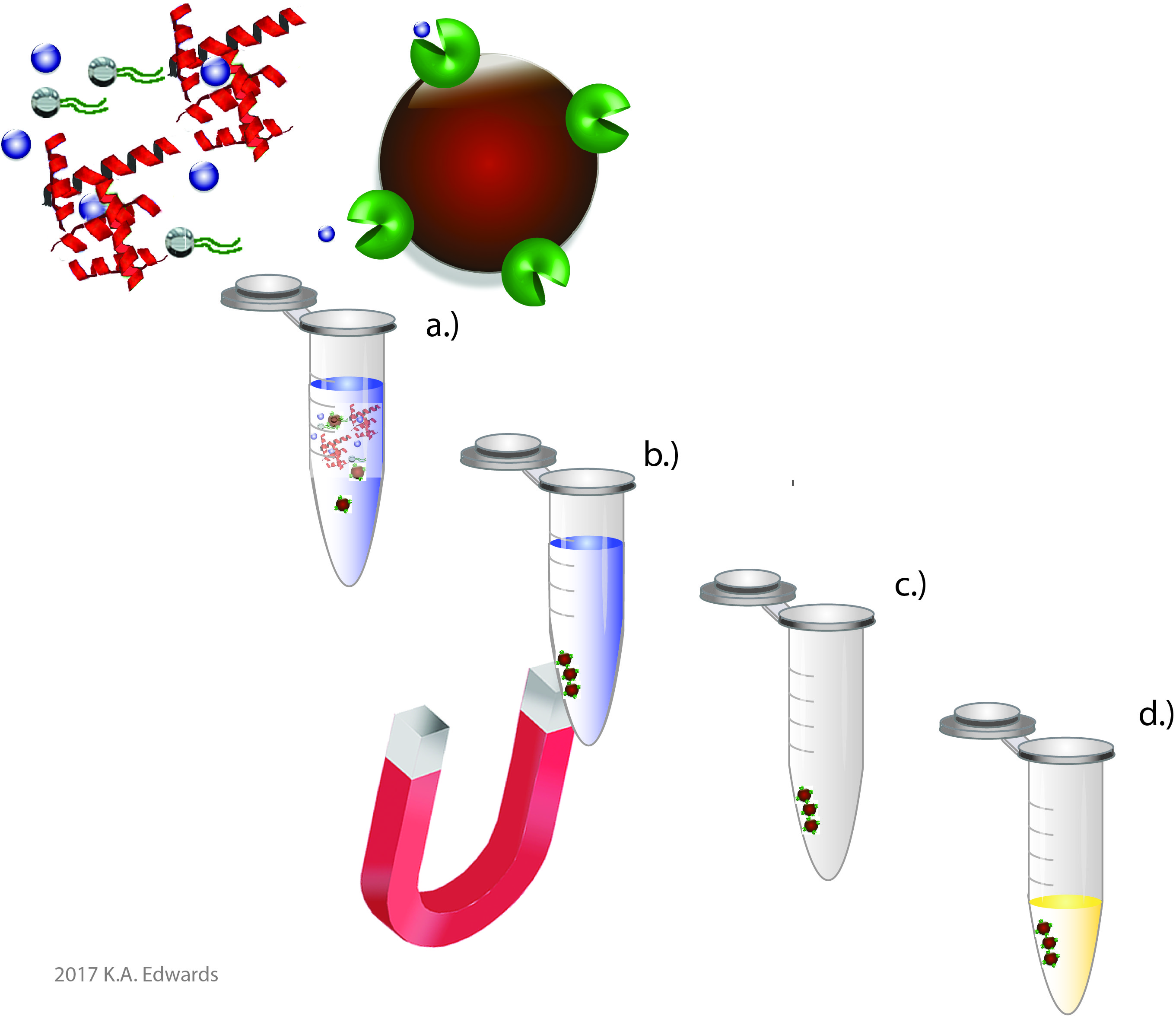 thiamine isolation using magnetic beads