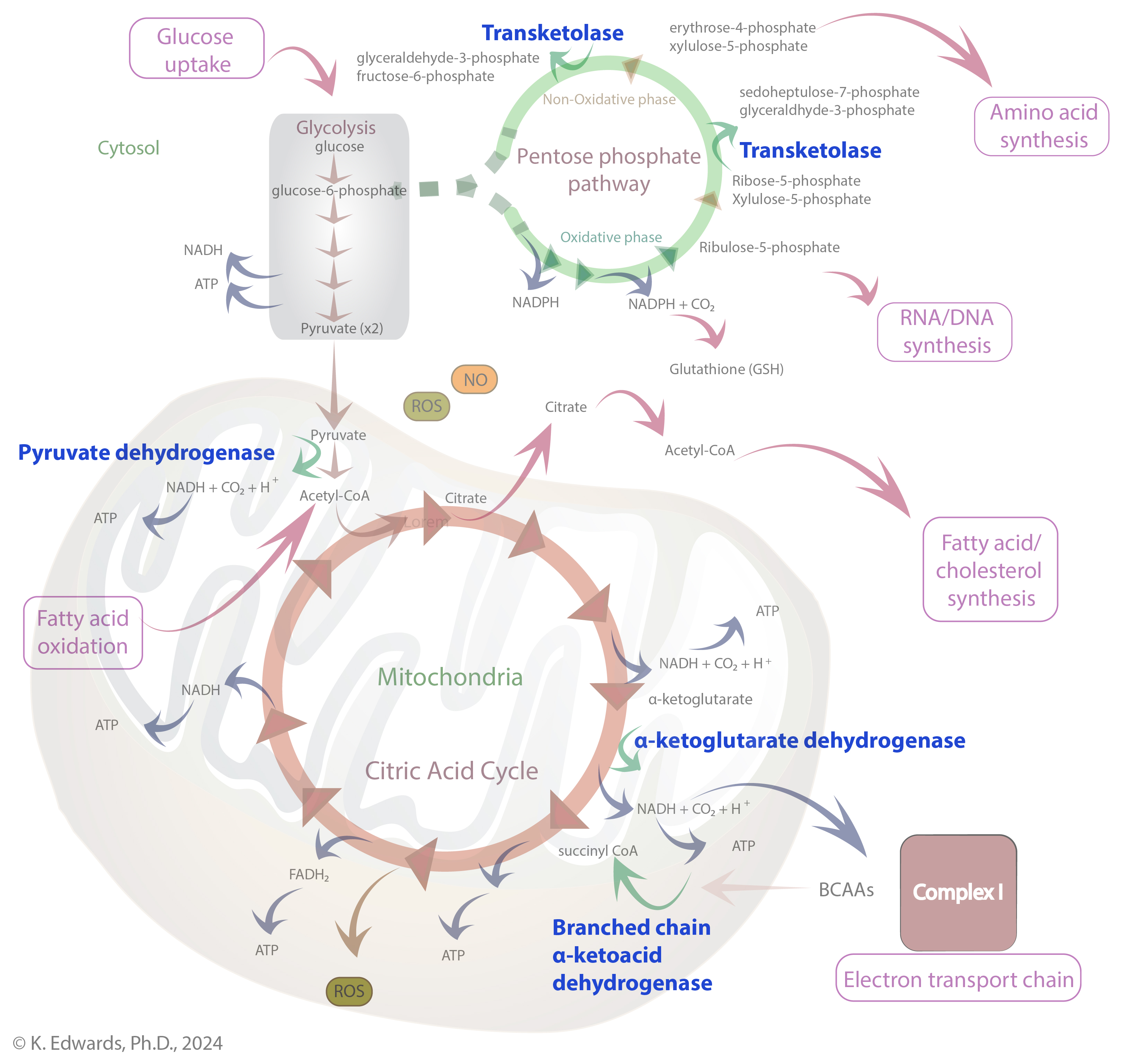 TDP as a cofactor in the pentose phosphate pathway, citric acid cycle, glycolysis