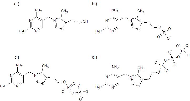 thiamine phosphates